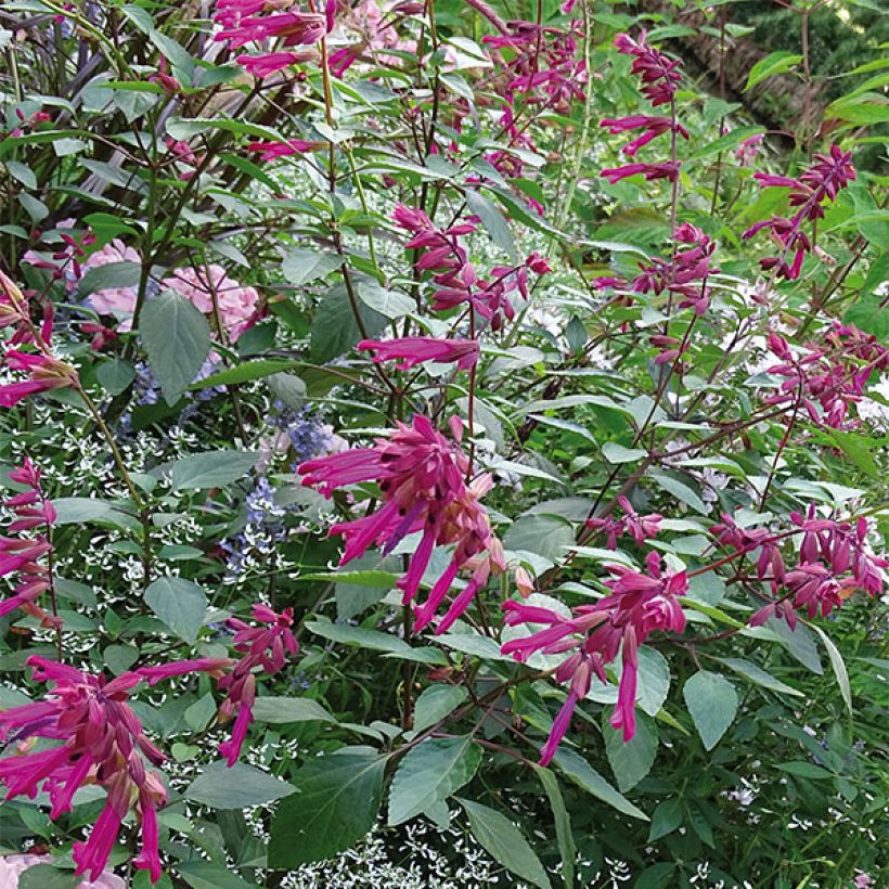 Salvia buchananii Love and Wishes - Salbei (Hafen)