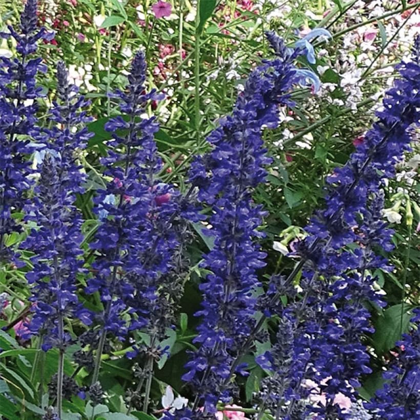 Salvia Big Blue - Ziersalbei (Blüte)