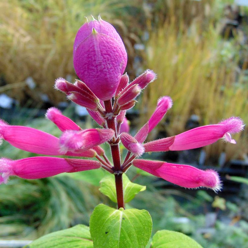 Salvia involucrata Bethelii - Pfingstrosen-Salbei (Blüte)