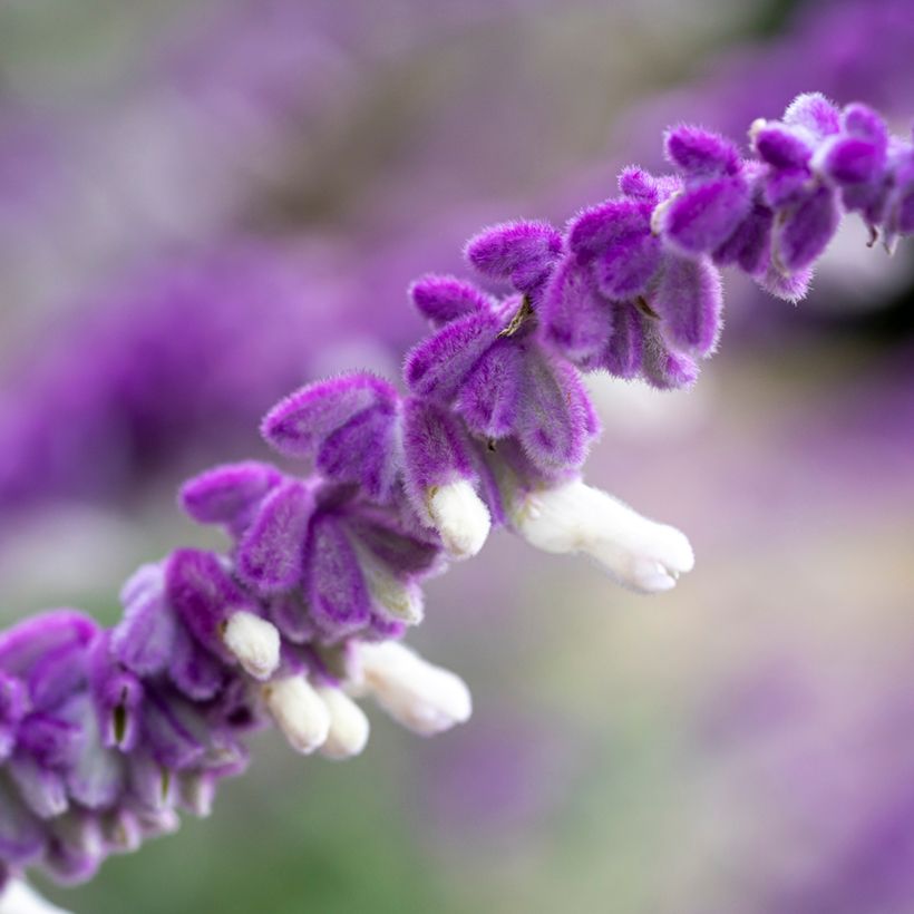 Salvia leucantha - Strauchige Salbei (Blüte)