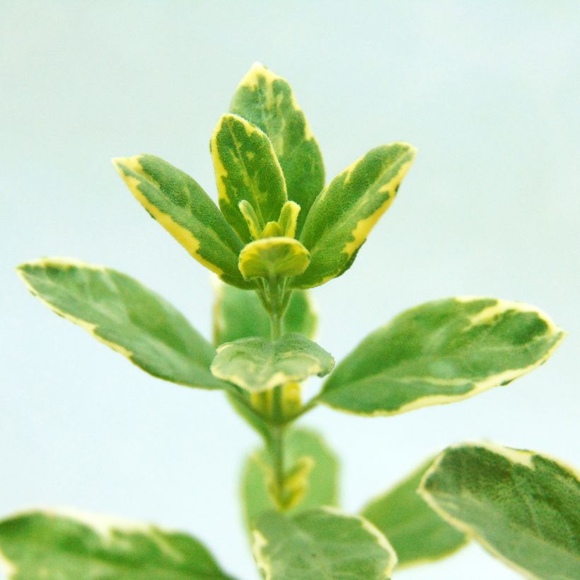 Salvia microphylla Caramba (Laub)