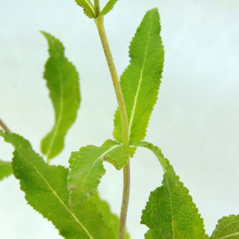 Salvia nemorosa Amethyst - Steppen-Salbei (Laub)