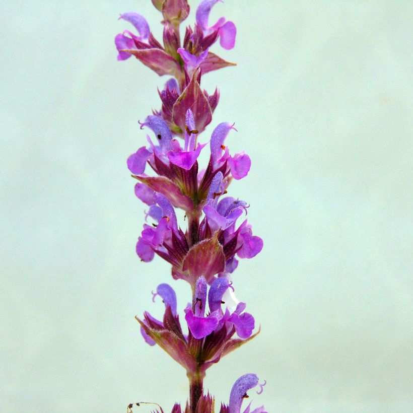 Salvia nemorosa Amethyst - Steppen-Salbei (Blüte)