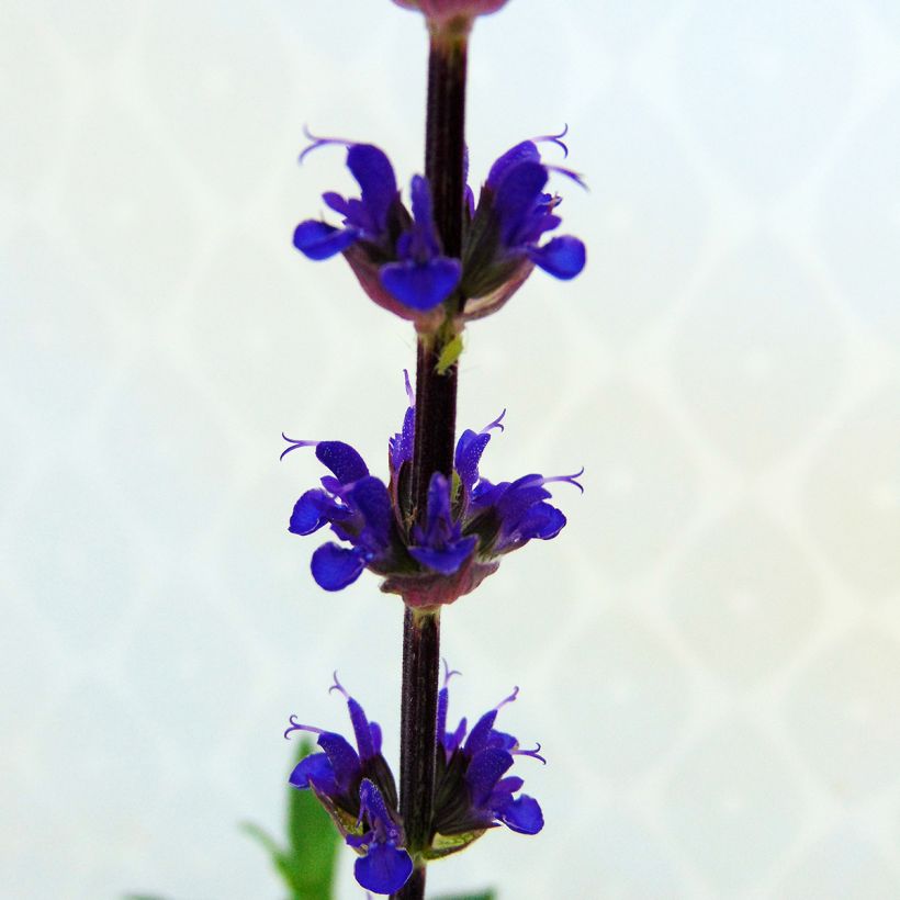 Salvia nemorosa Caradonna - Steppen-Salbei (Blüte)