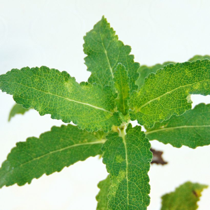 Salvia nemorosa Schwellenburg - Steppen-Salbei (Laub)