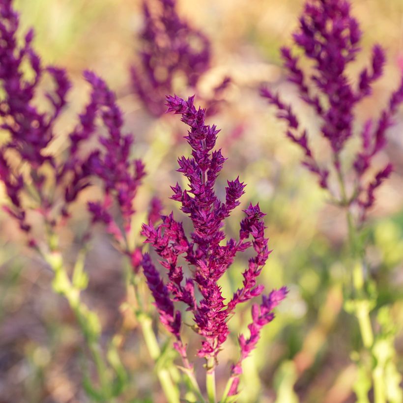 Salvia nemorosa Schwellenburg - Steppen-Salbei (Blüte)