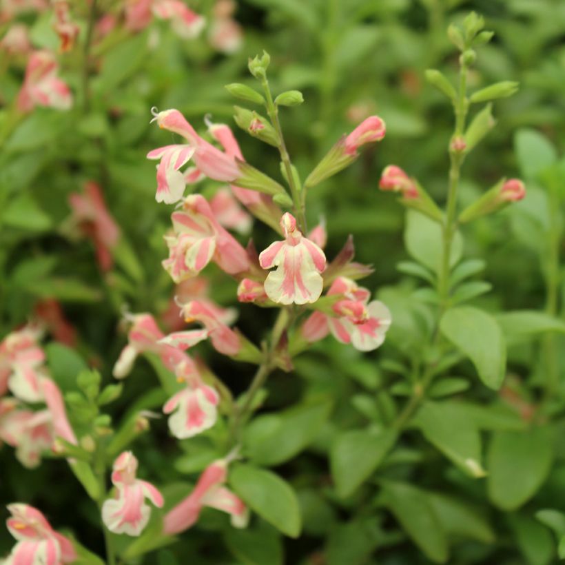 Salvia jamensis Belle de Loire (Blüte)