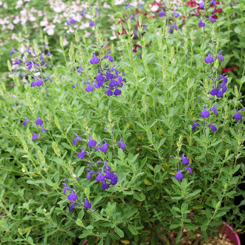 Salvia microphylla Blue Note (Hafen)