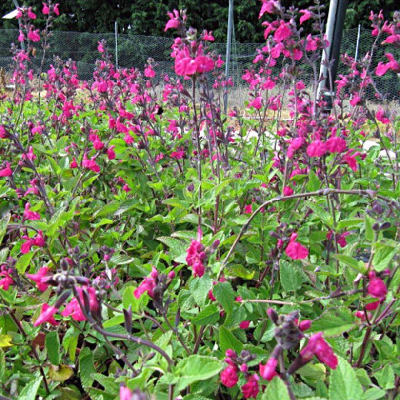 Salvia microphylla Cerro Potosi (Blüte)