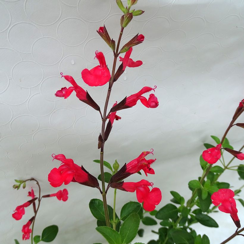 Salvia jamensis Flammenn (Blüte)