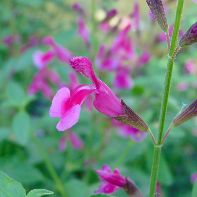 Salvia greggii Icing Sugar - Strauchiger Salbei (Blüte)