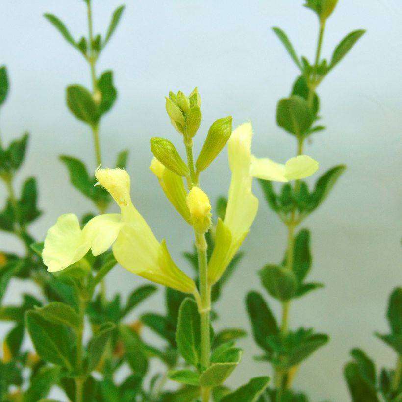 Salvia jamensis Suncrest 'Lemon Light' (Blüte)