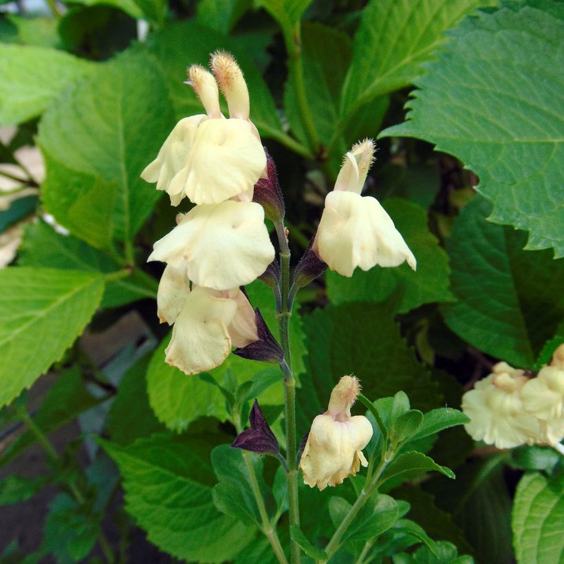 Salvia jamensis Melen (Blüte)