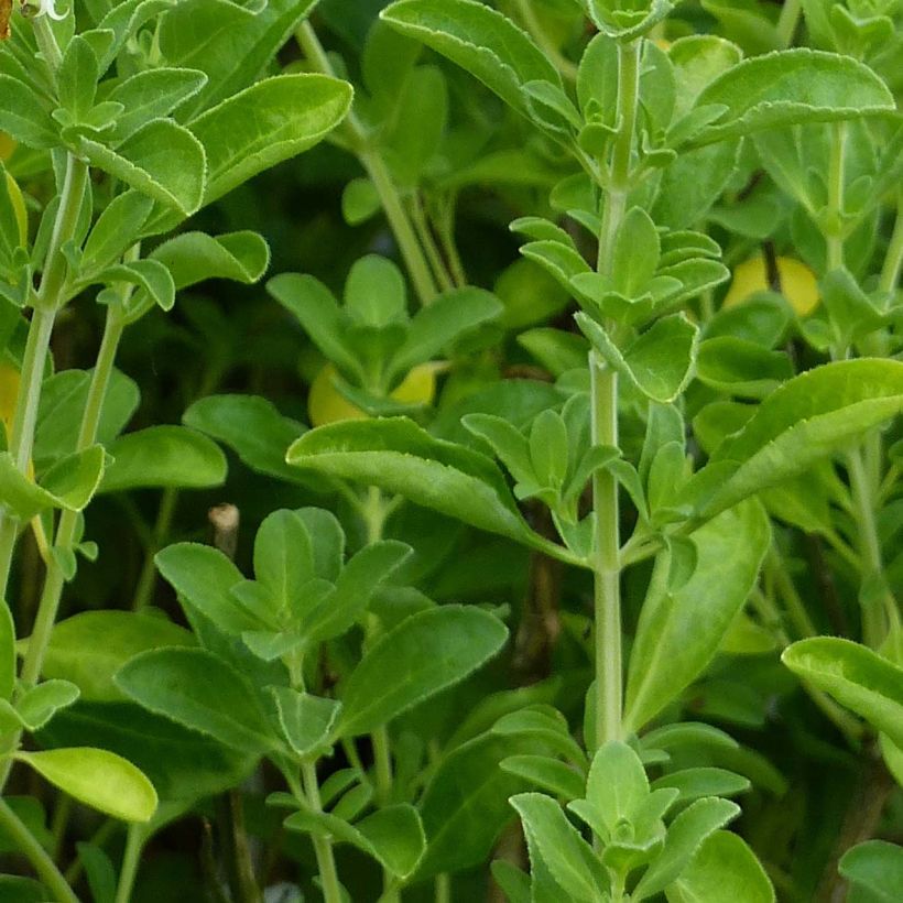 Salvia microphylla Nachtvlinder (Laub)