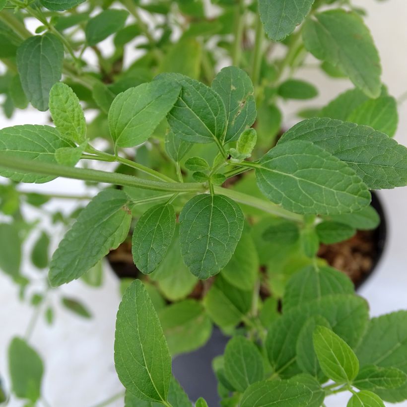 Salvia microphylla Pink Lips (Laub)