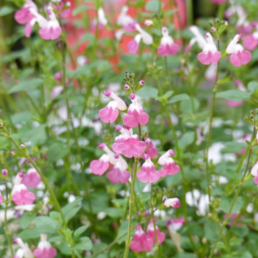 Salvia microphylla Pink Lips (Blüte)