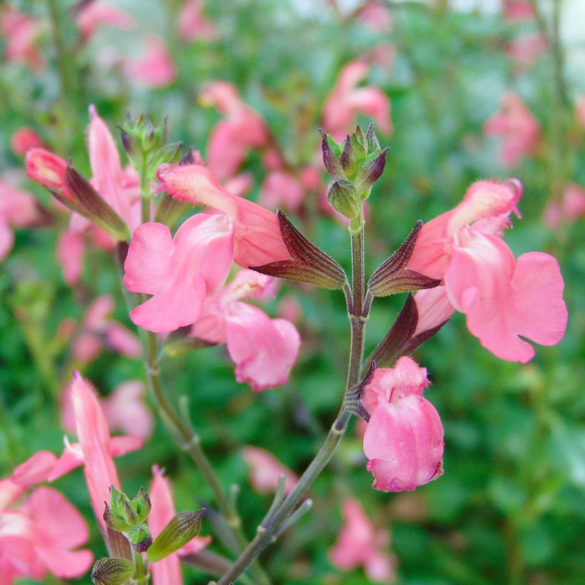 Salvia jamensis Pluenn (Blüte)