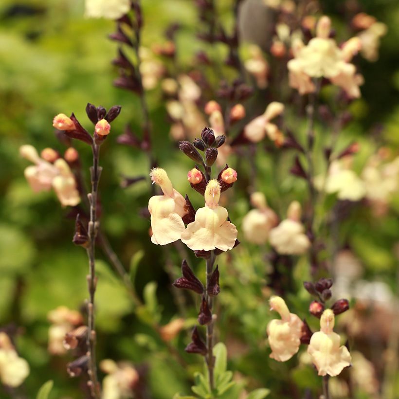 Salvia greggii Mirage Cream - Strauchiger Salbei (Blüte)