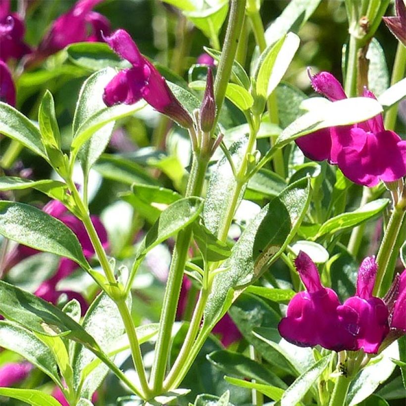 Salvia jamensis Raspberry Royal (Laub)