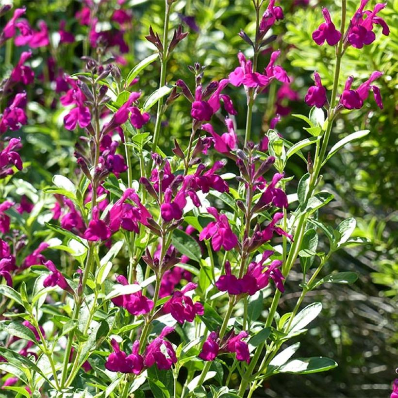 Salvia jamensis Raspberry Royal (Blüte)