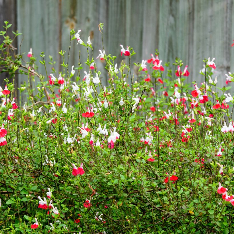 Salvia microphylla grahamii Hot Lips (Hafen)