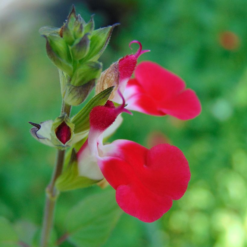 Salvia microphylla grahamii Hot Lips (Blüte)