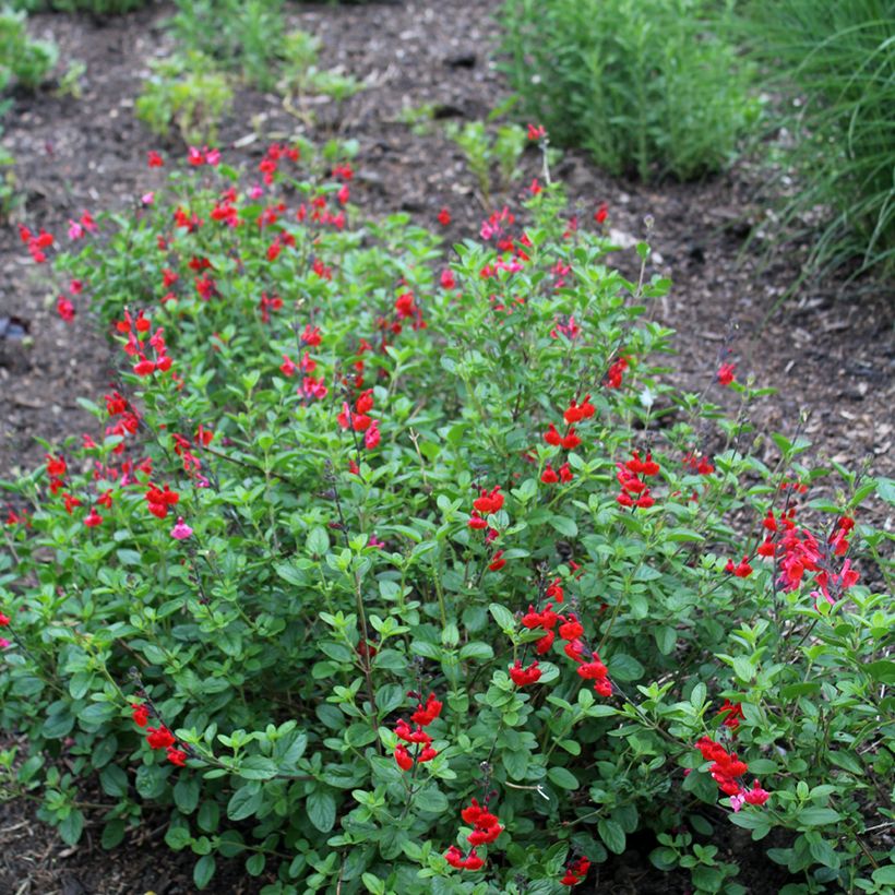 Salvia microphylla Royal Bumble (Hafen)