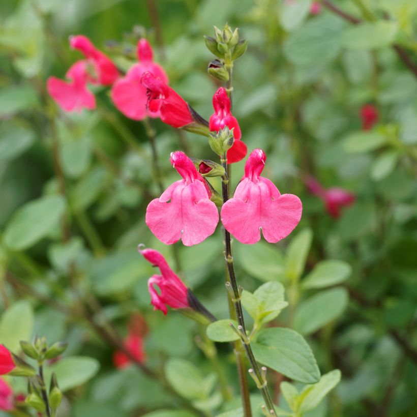 Salvia microphylla grahamii (Blüte)