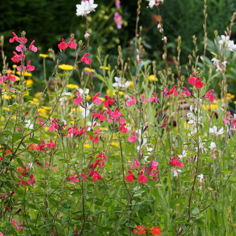 Salvia microphylla grahamii (Hafen)