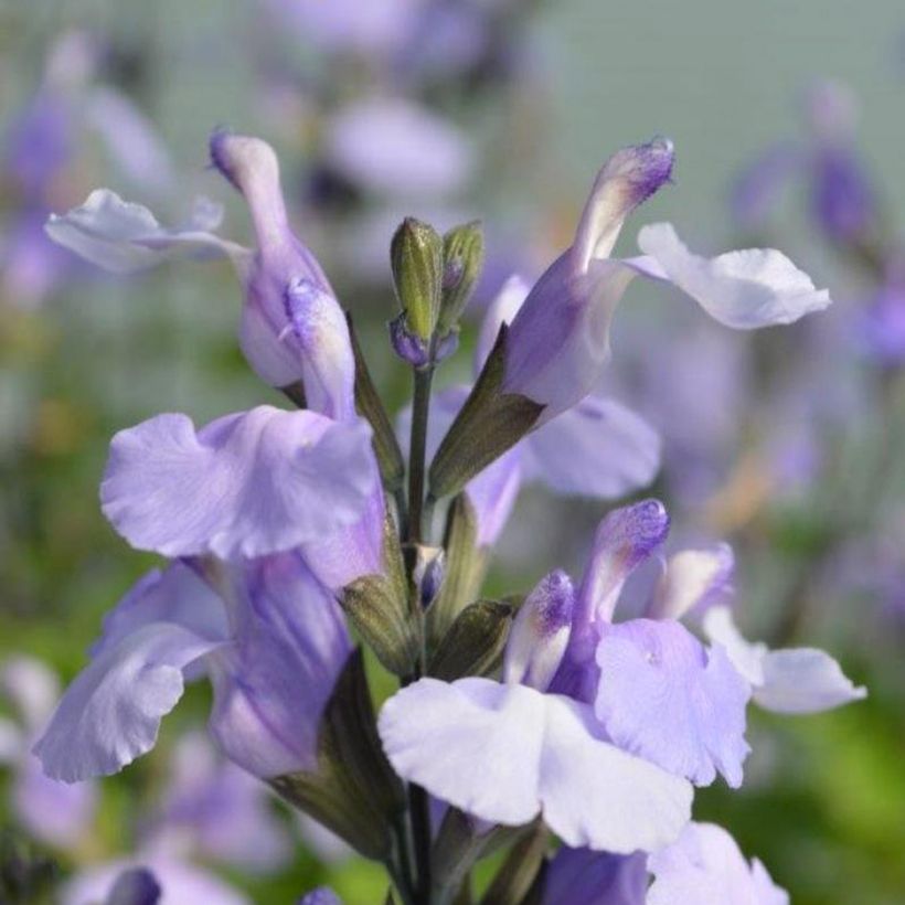 Salvia microphylla So Cool Pale Blue (Blüte)