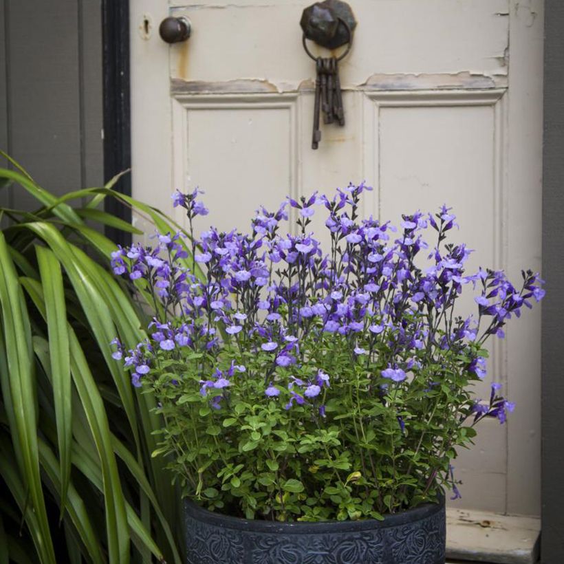 Salvia microphylla So Cool Pale Blue (Hafen)