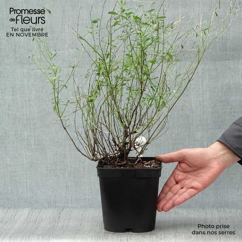 Exemplar von Sauge arbustive Victoria Blue Pot de 2L/3L wie im Herbst geliefert