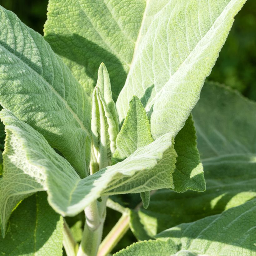 Salvia coahuilensis - Salbei (Laub)