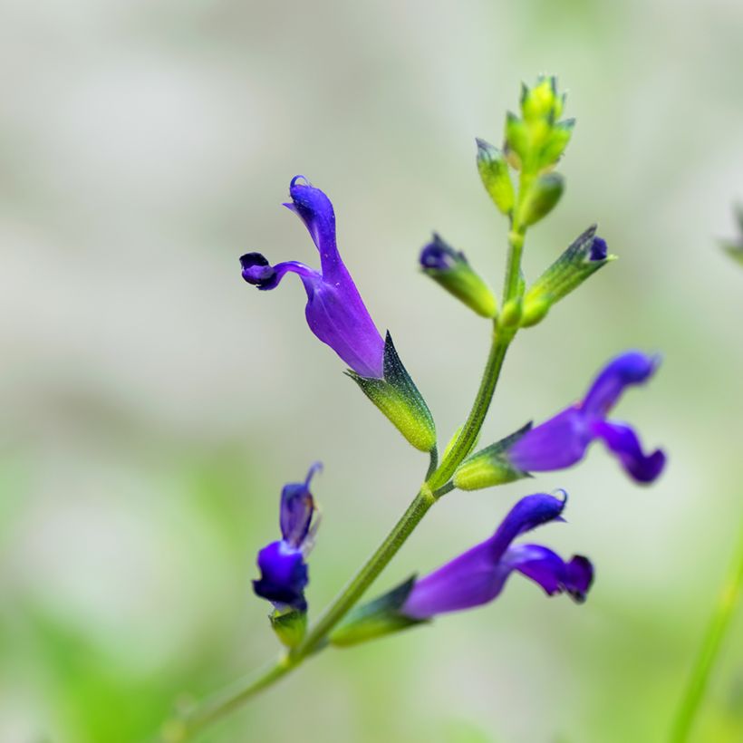 Salvia coahuilensis - Salbei (Blüte)