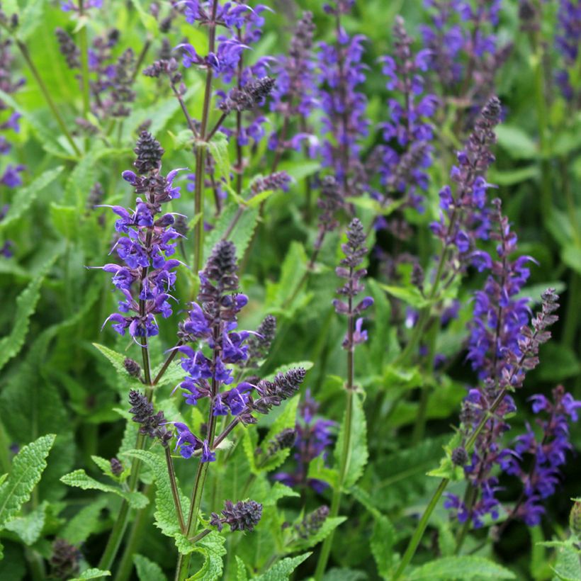 Salvia nemorosa Viola Klose - Steppen-Salbei (Blüte)