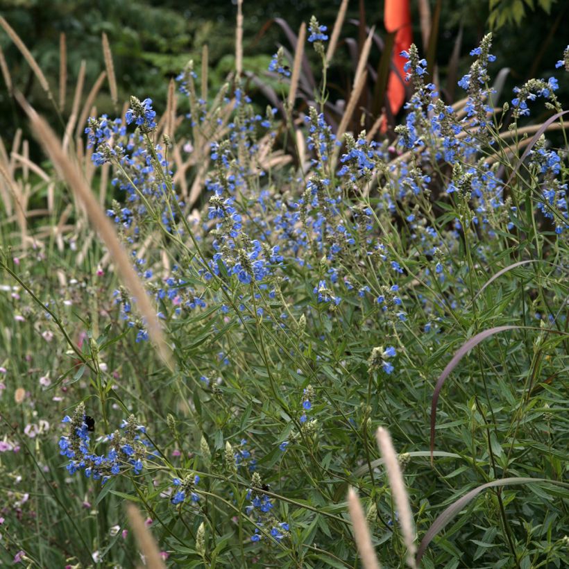 Salvia uliginosa - Sumpf-Salbei (Hafen)