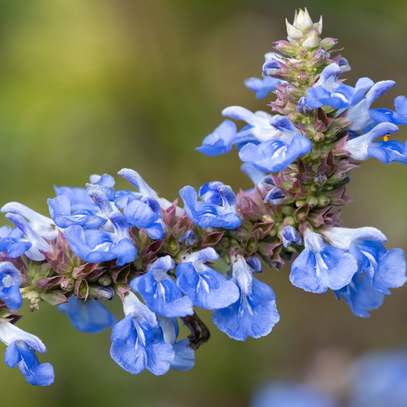 Salvia uliginosa - Sumpf-Salbei (Blüte)