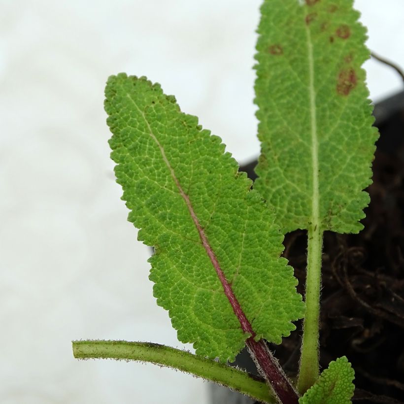 Salvia pratensis Pink Delight - Wiesensalbei (Laub)