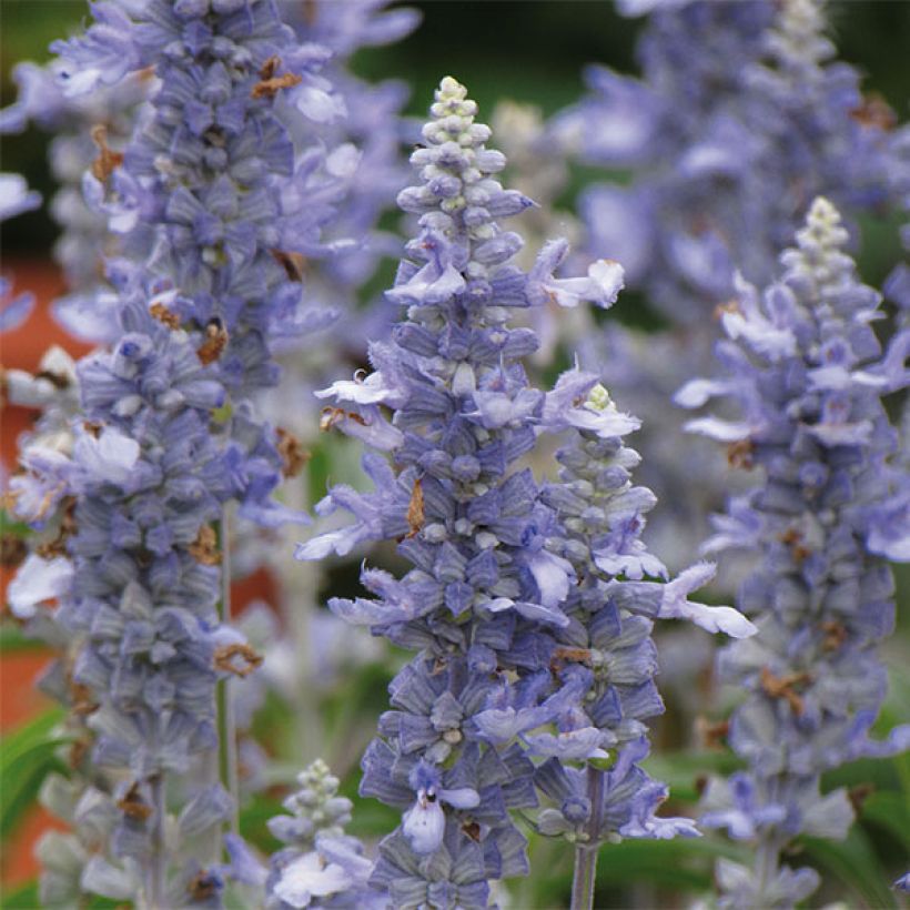 Mehliger Salbei Sallyfun Sky Blue - Salvia (Blüte)