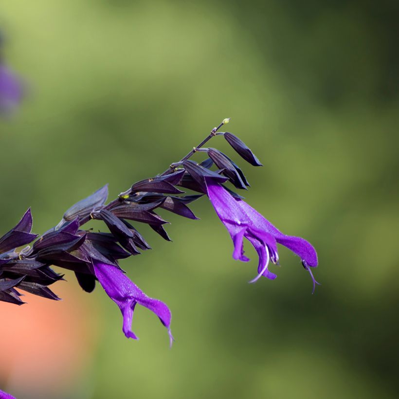 Salvia guaranitica Amistad violet - Guarani-Salbei (Blüte)