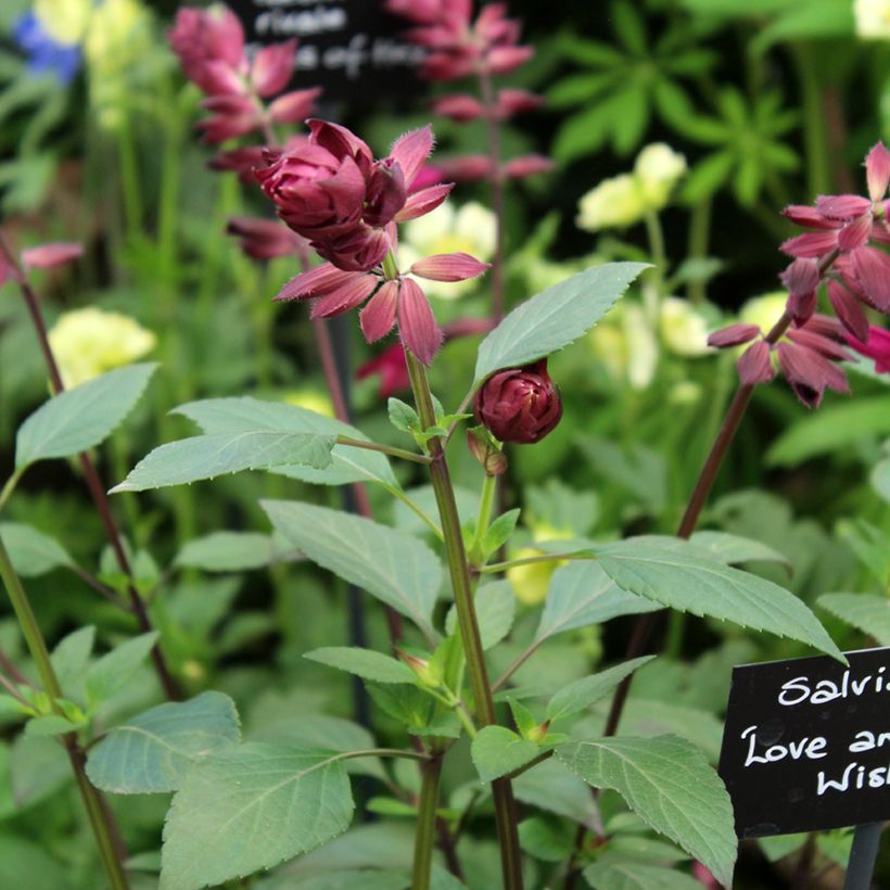 Salvia buchananii Love and Wishes - Salbei (Blüte)