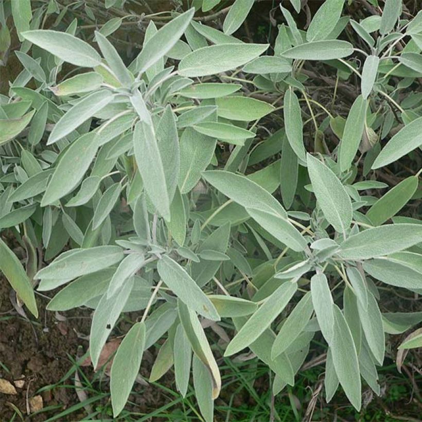 Echter Salbei - Salvia officinalis (Laub)