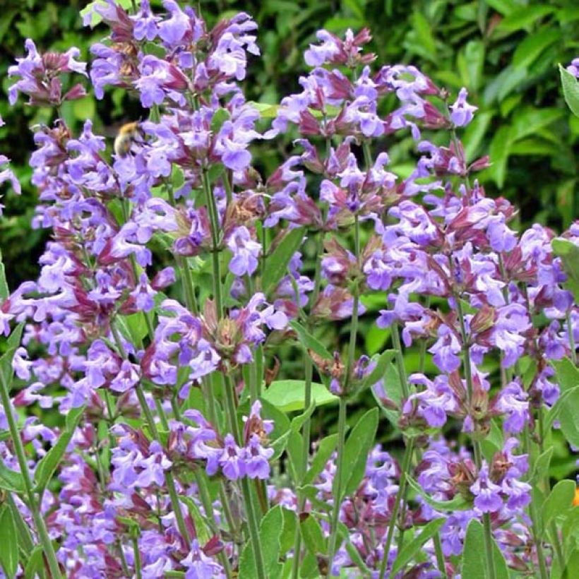 Echter Salbei - Salvia officinalis (Blüte)