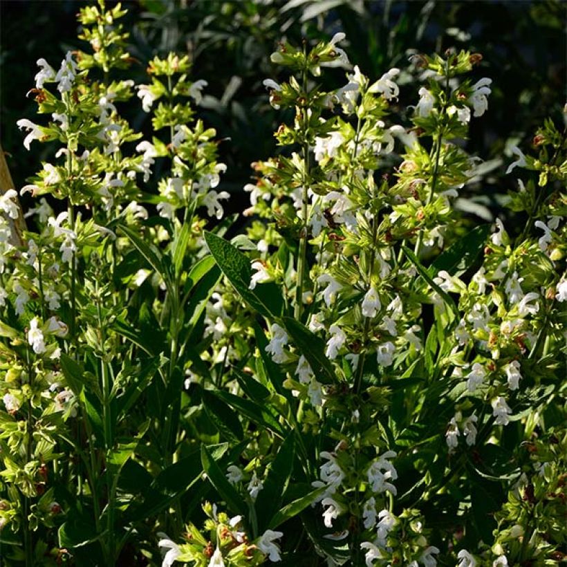 Echter Salbei Albiflora - Salvia officinalis (Hafen)