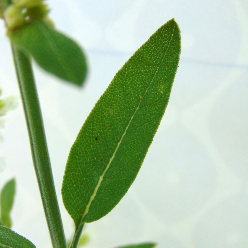 Echter Salbei Albiflora - Salvia officinalis (Laub)