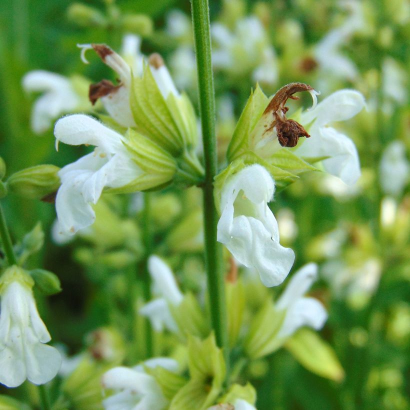 Echter Salbei Albiflora - Salvia officinalis (Blüte)