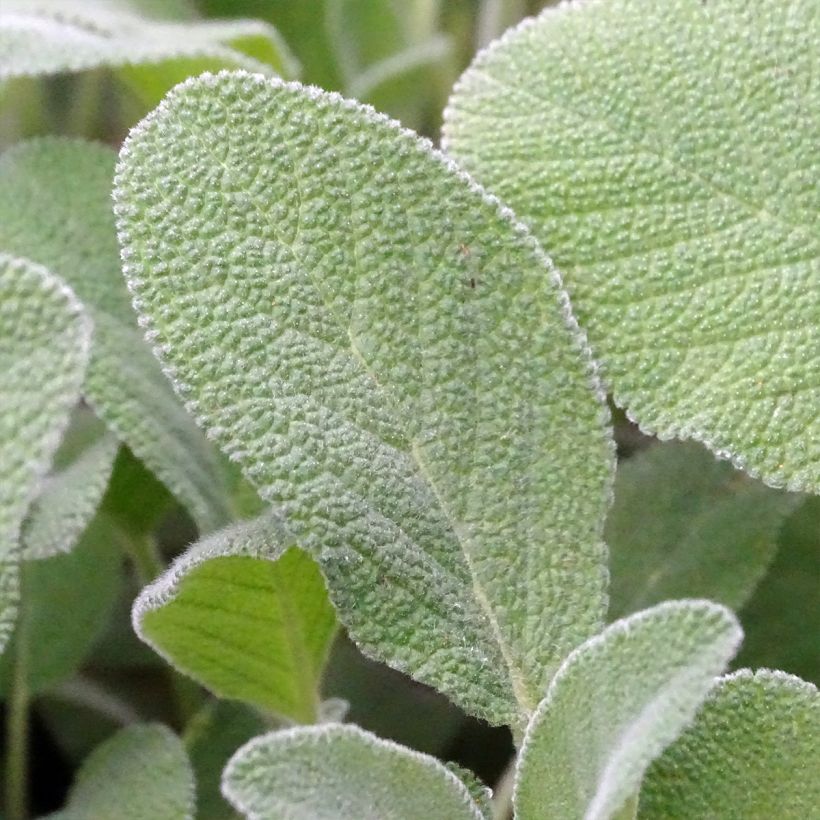 Echter Salbei Berggarten - Salvia officinalis (Laub)