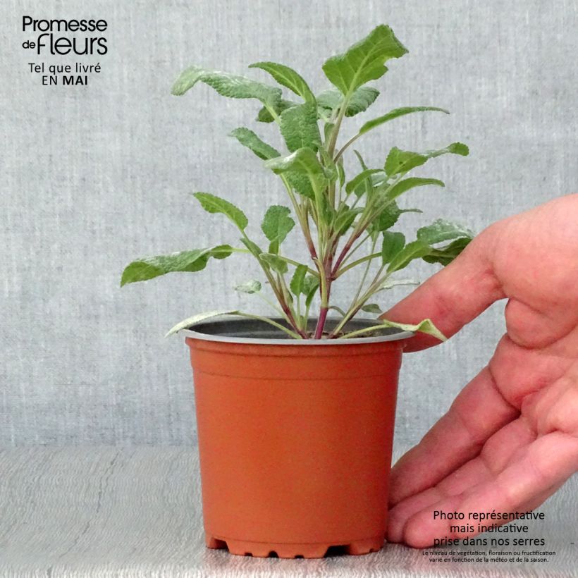 Exemplar von Sauge officinale Grower's Friend en plants Pot de 10/11cm wie im Frühjahr geliefert