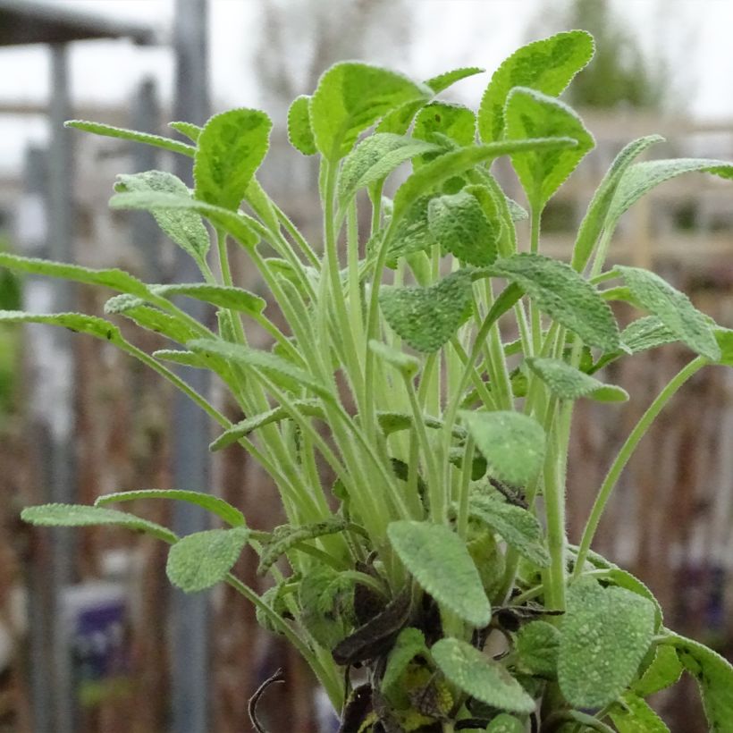 Echter Salbei Aurea - Salvia officinalis (Hafen)