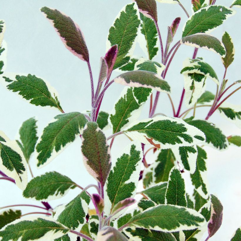 Echter Salbei Tricolor - Salvia officinalis (Laub)